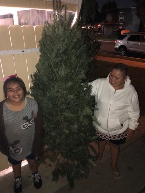 OVER 30 CHRISTMAS TREES – OH MY!
